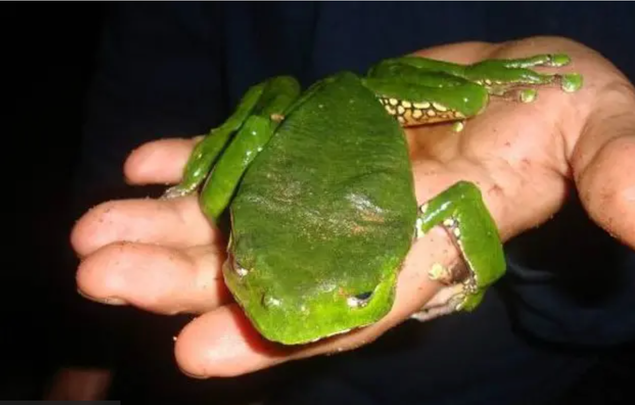 Kambo Medicine - 3 sticks