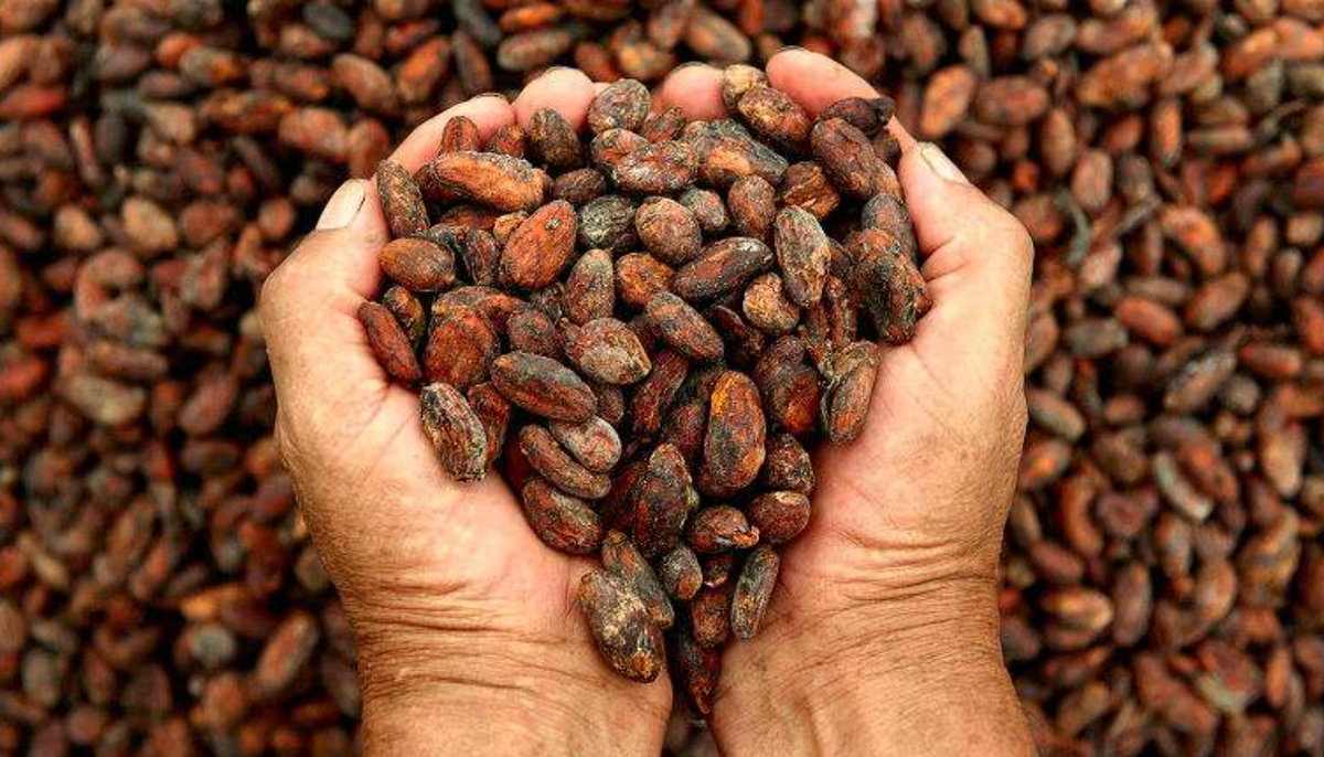 Bamboo Roll On - Peruvian Cacao