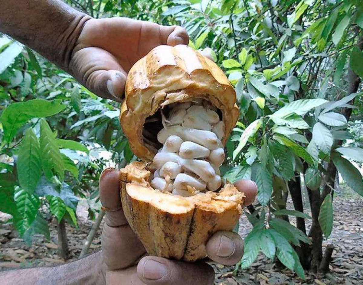 Bamboo Roll On - Peruvian Cacao
