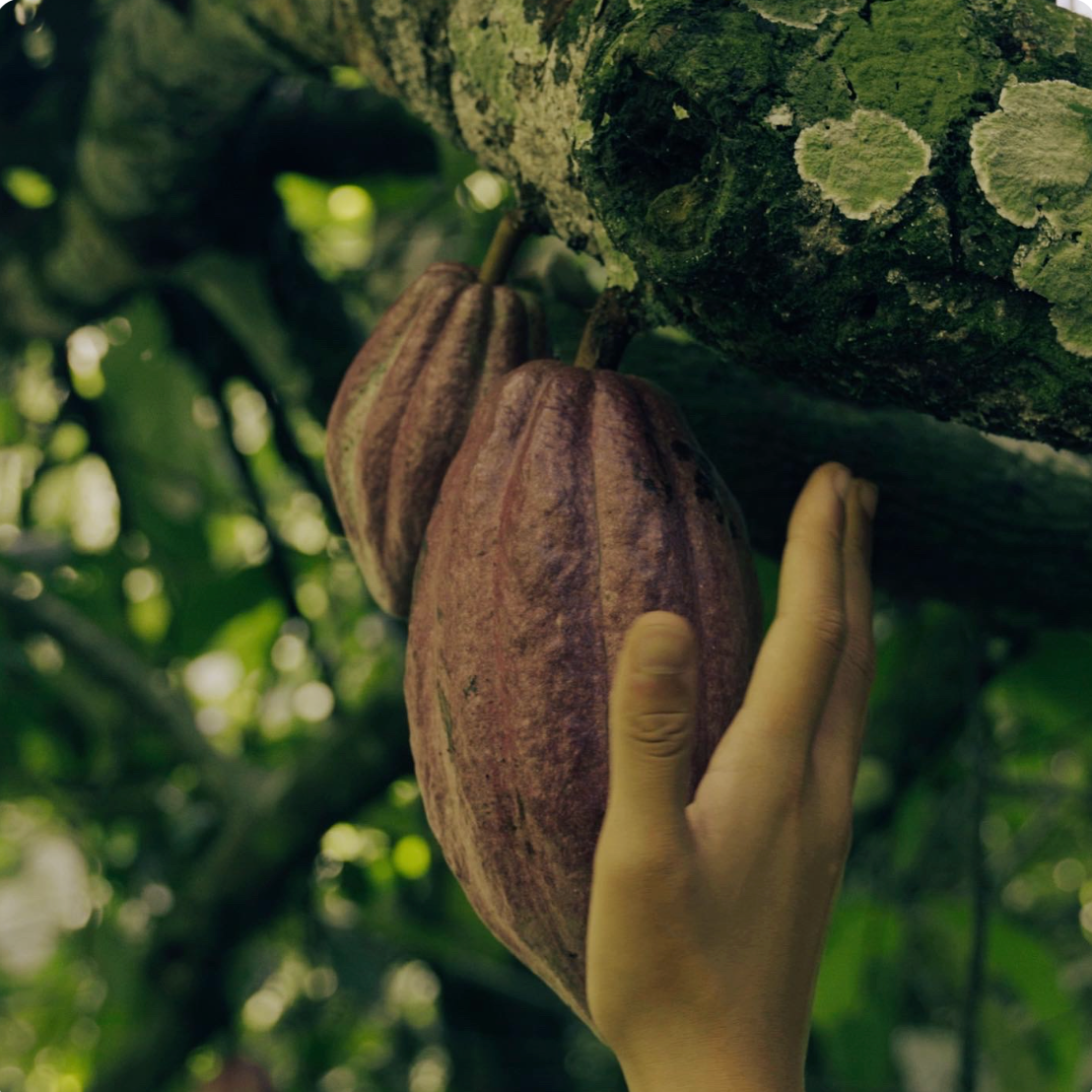 100% Pure Mayan Ceremonial Cacao