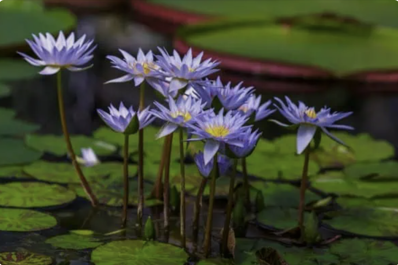 1 Pack of Blue Lotus Flowers