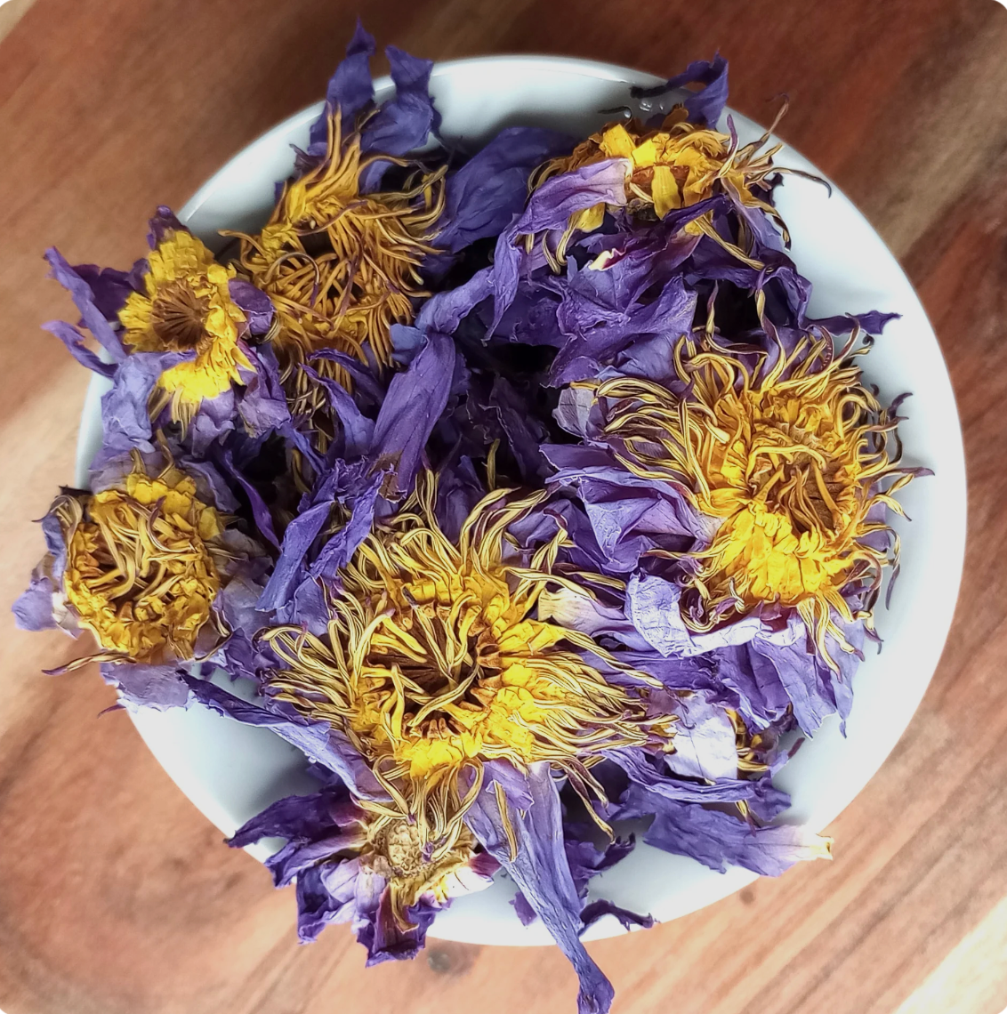 1 Pack of Blue Lotus Flowers